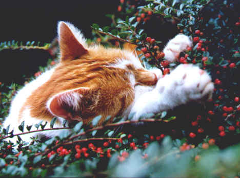 Bruno899.jpg (24557 Byte)