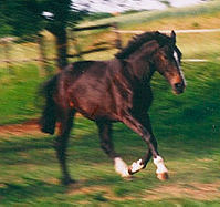 balance1.jpg (12970 Byte)