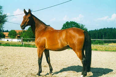 elch.jpg (18257 Byte)