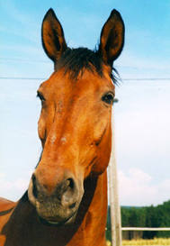 elchpor.jpg (11109 Byte)