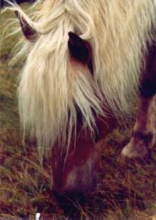 rigo1.jpg (30226 Byte)