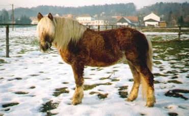 rigo2.jpg (18177 Byte)