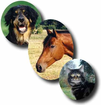 Hier knnen Sie mehr ber Hovawarte, Holsteiner Pferde und Maine Coon Katzen erfahren - einfach Hund, Pferd oder Katze anklicken